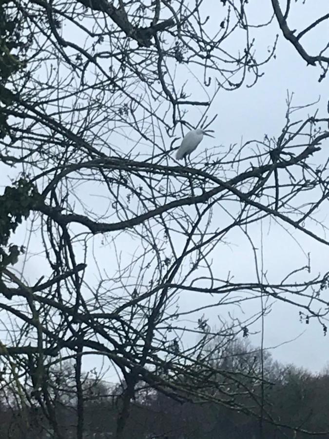 Reveil Aux Chants Des Oiseaux Asse-le-Riboul Ngoại thất bức ảnh